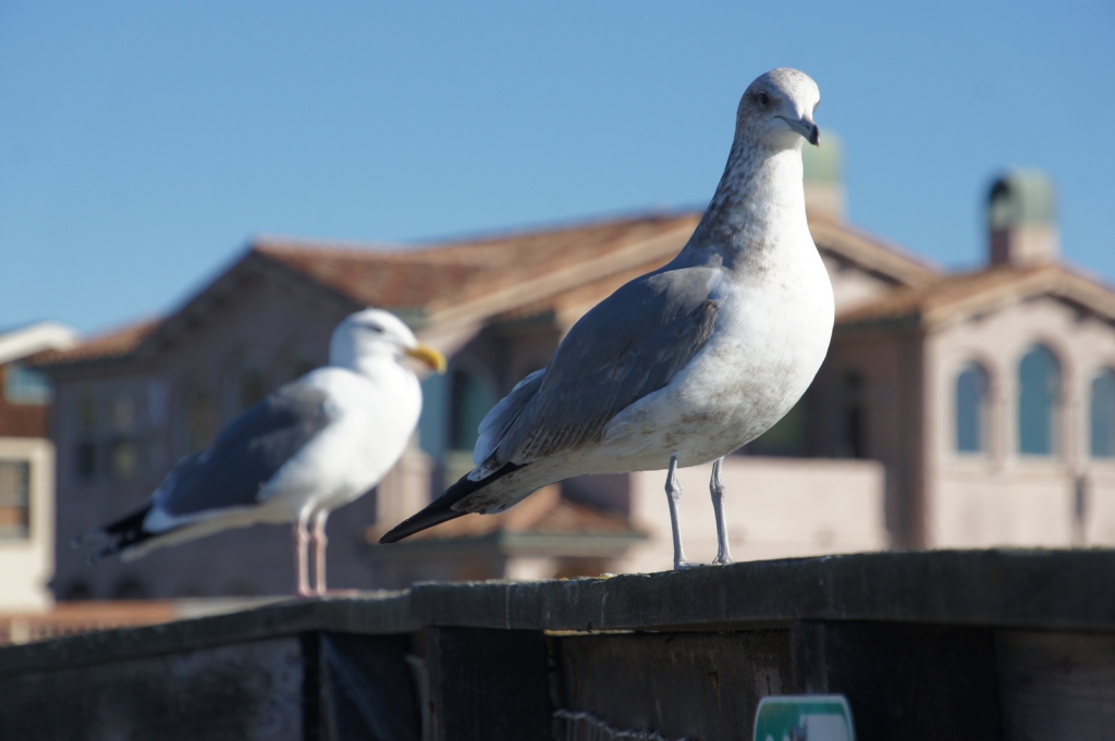A pair of seagulls hanging out.