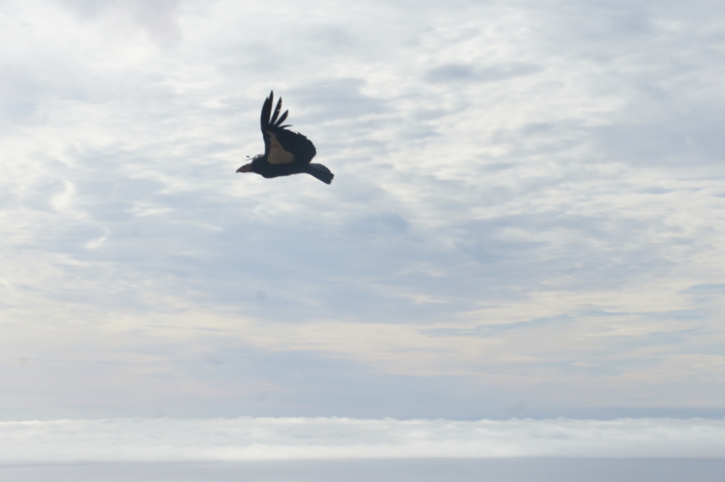 Condor soaring by.