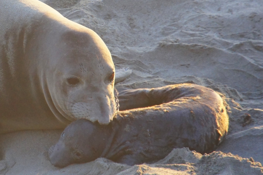 A mother elephant seal nuzzles her baby.