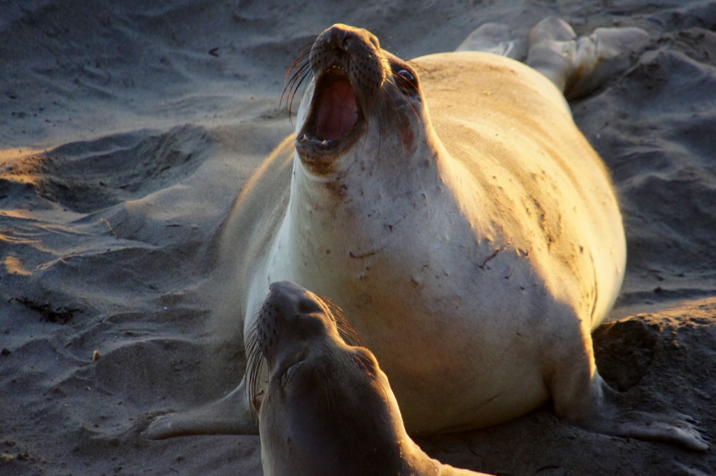 Two mother seals battle over a baby pup.