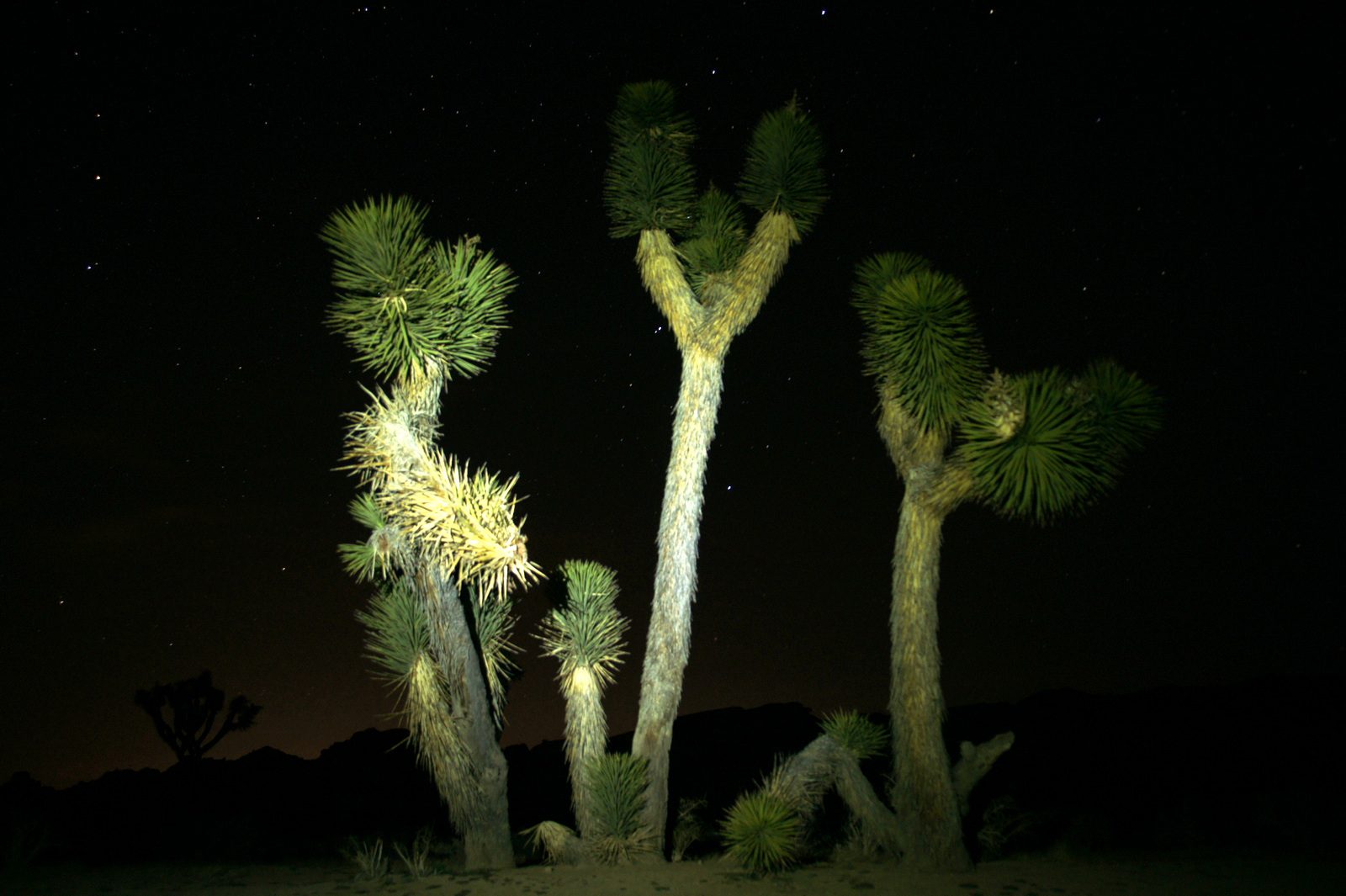 A starry night in Joshua Tree.