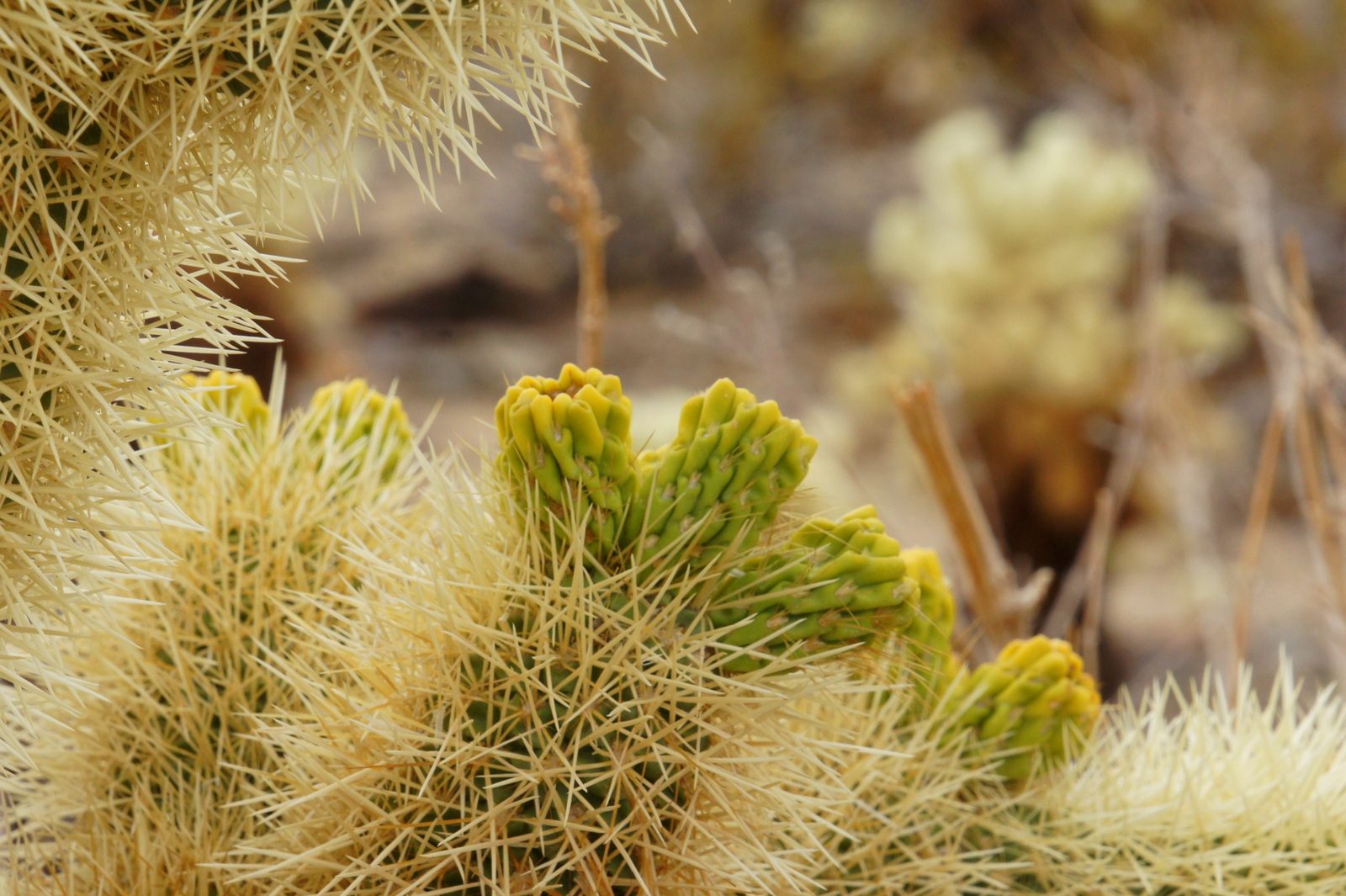 Cholla cacti buds after a rain storm.