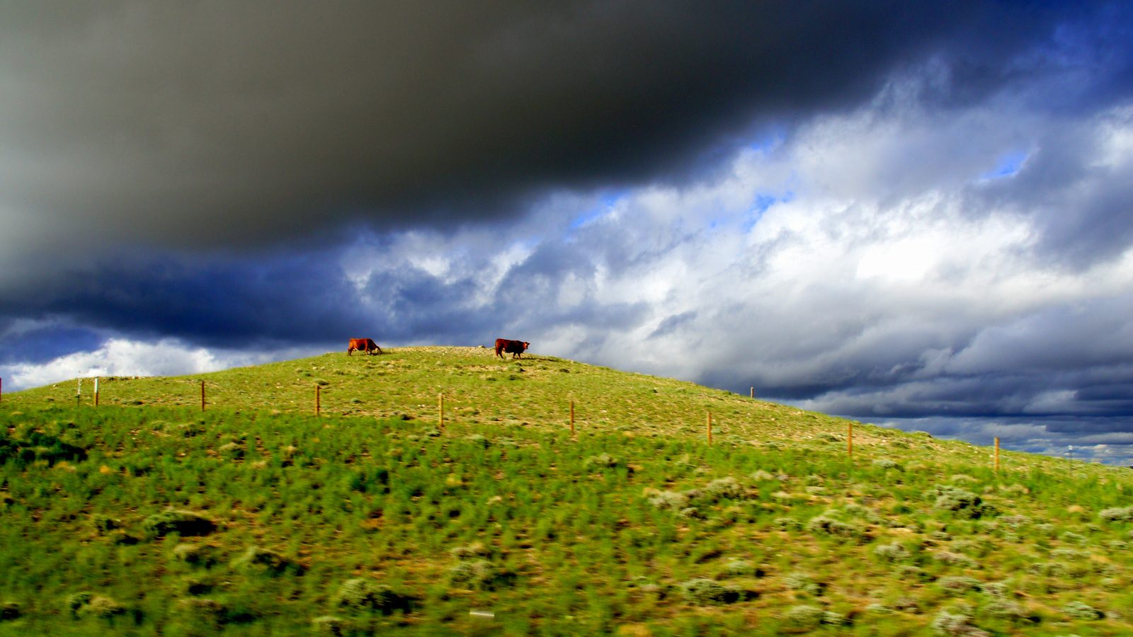 Cows under an incoming storm in the middle of nowhere Wyoming.