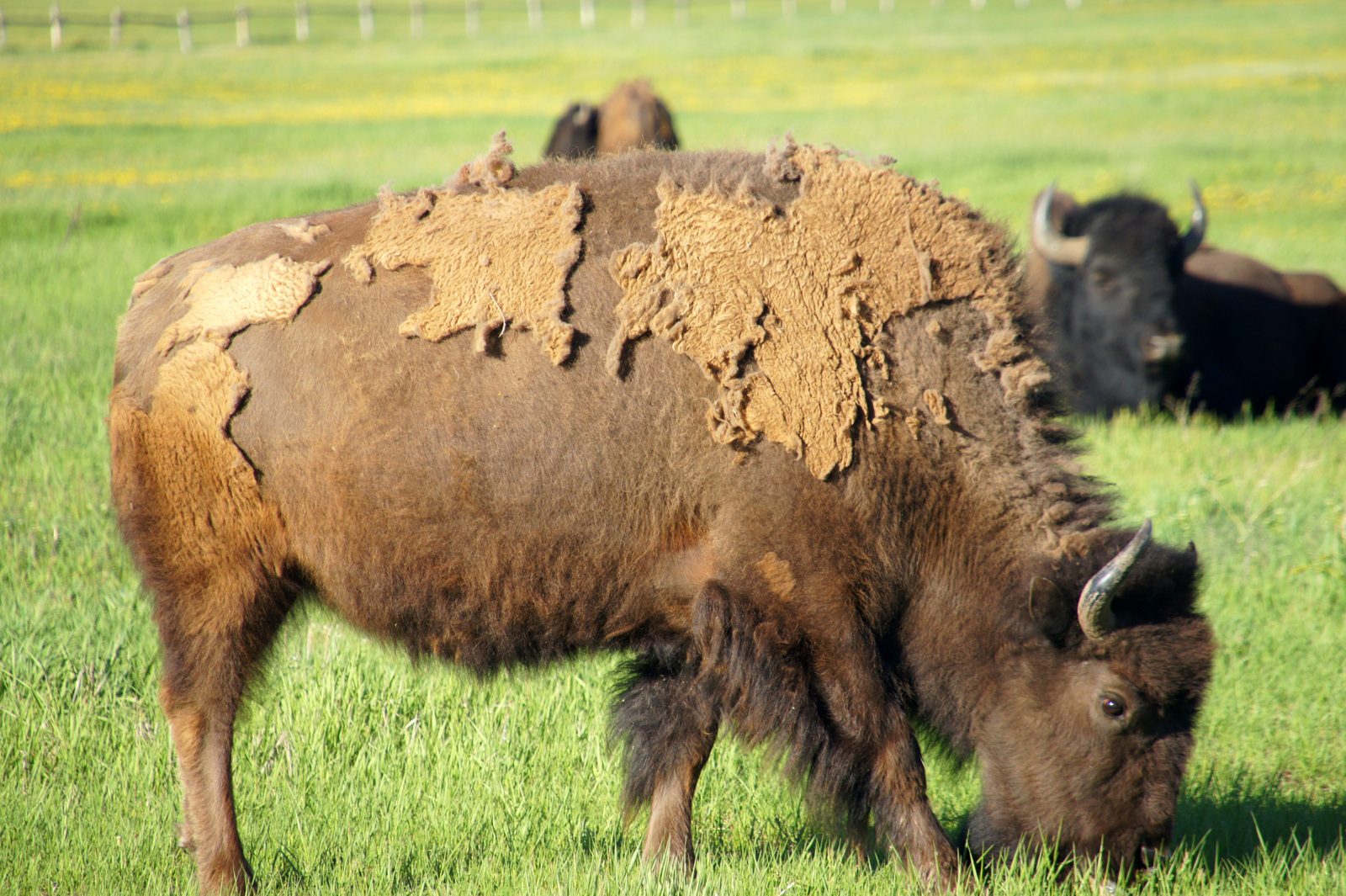 A big ol' bison munching away in the fields.