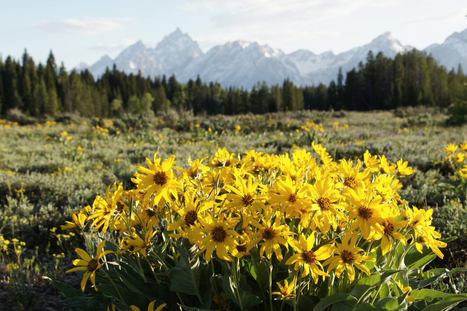 I know, I know, you've seen it...but it's just so pretty with flowers and mountains! (Grand Teton)