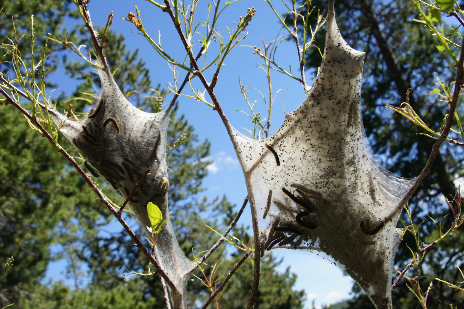Tent caterpillars building their homes in Yellowstone.