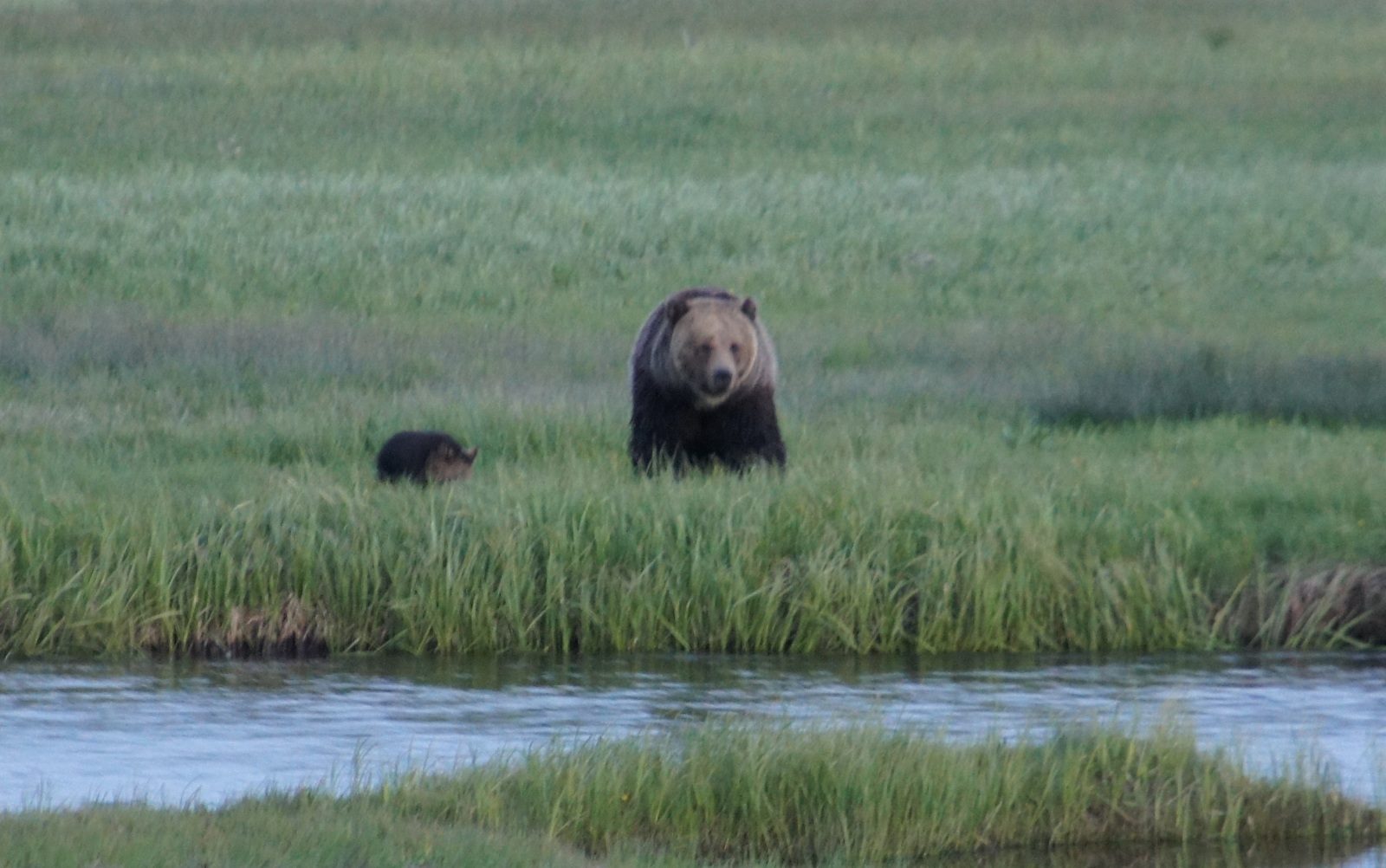 A dusk shot (not so good, sorry) of a mama grizzly and her tiny little cub. I didn't want to get any closer than this for the shot!