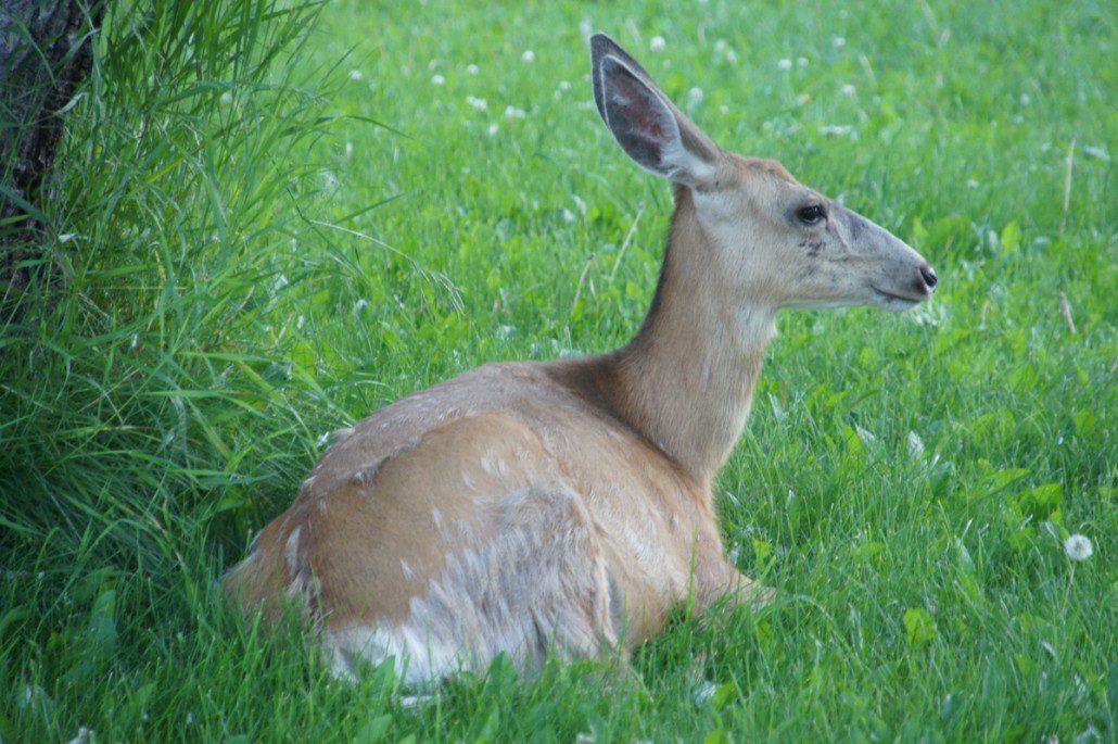 A (very calm) deer in Alberta lounging in the grass.