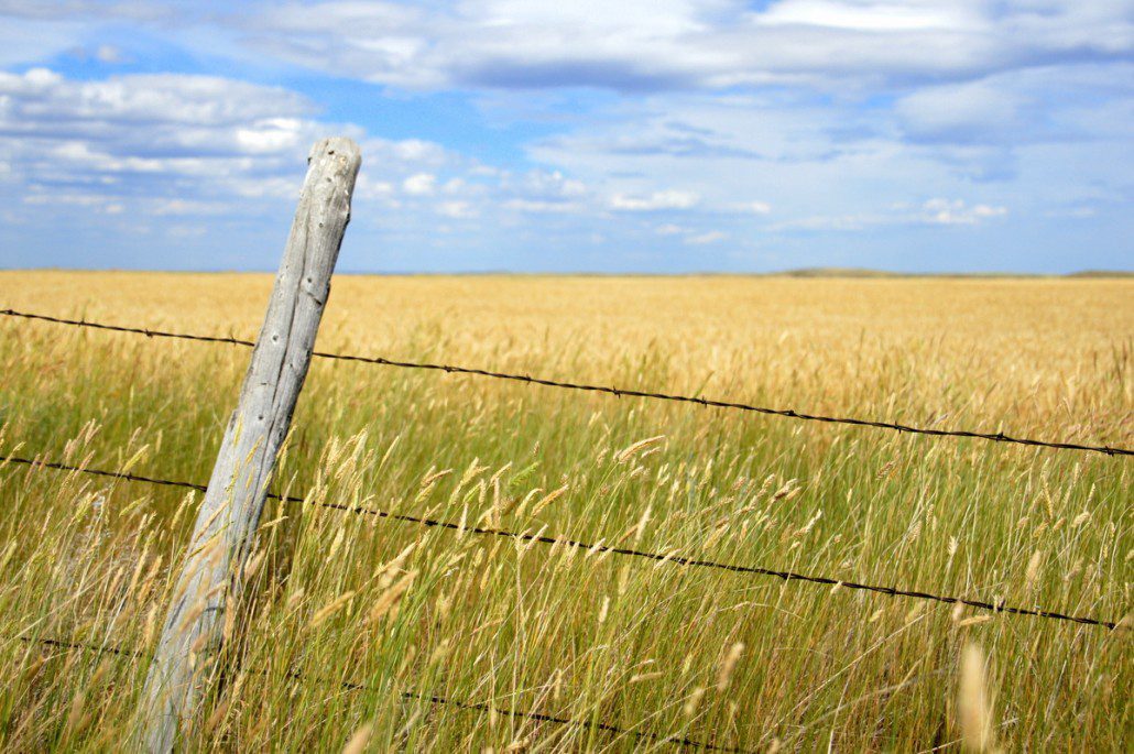 A weather-beaten fence in the middle of nowhere Montana, wheat fields and sky stretching for miles.