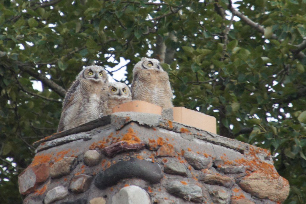 Baby owl chicks fluffed up and hanging out on a chimney in Waterton, Alberta.