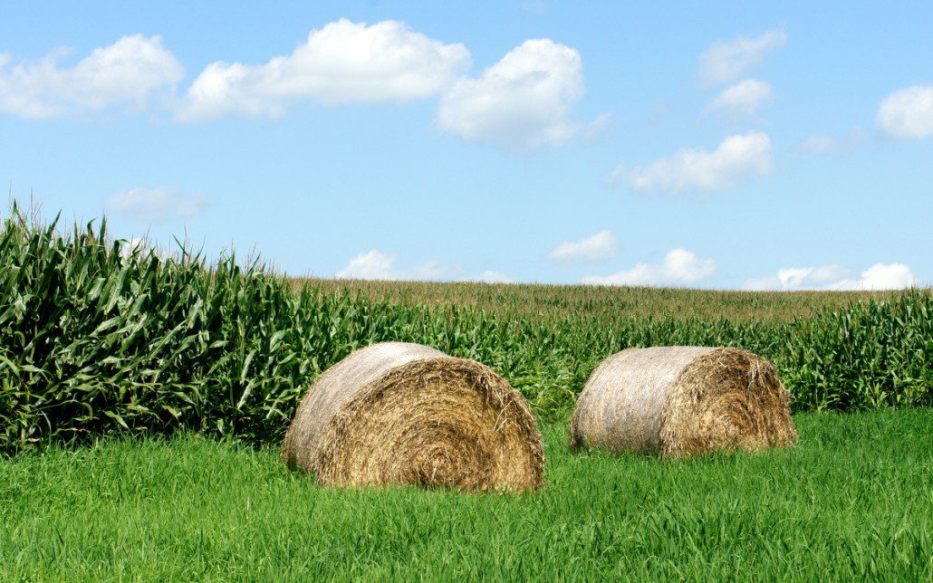 Corn and hay, hay and corn...