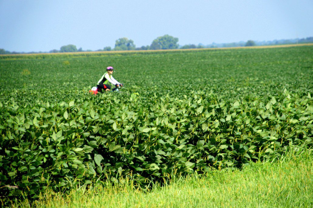 Chelsea rides through a field of soy in Illinois.