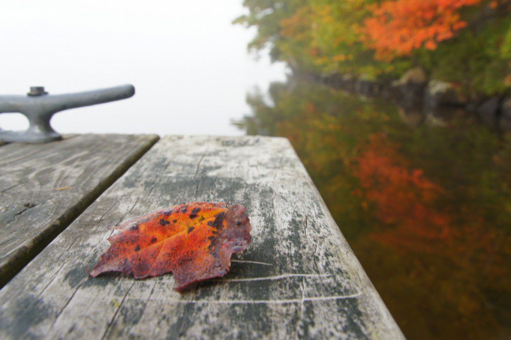 A fallen leaf on the corner of an old, scratched dock.