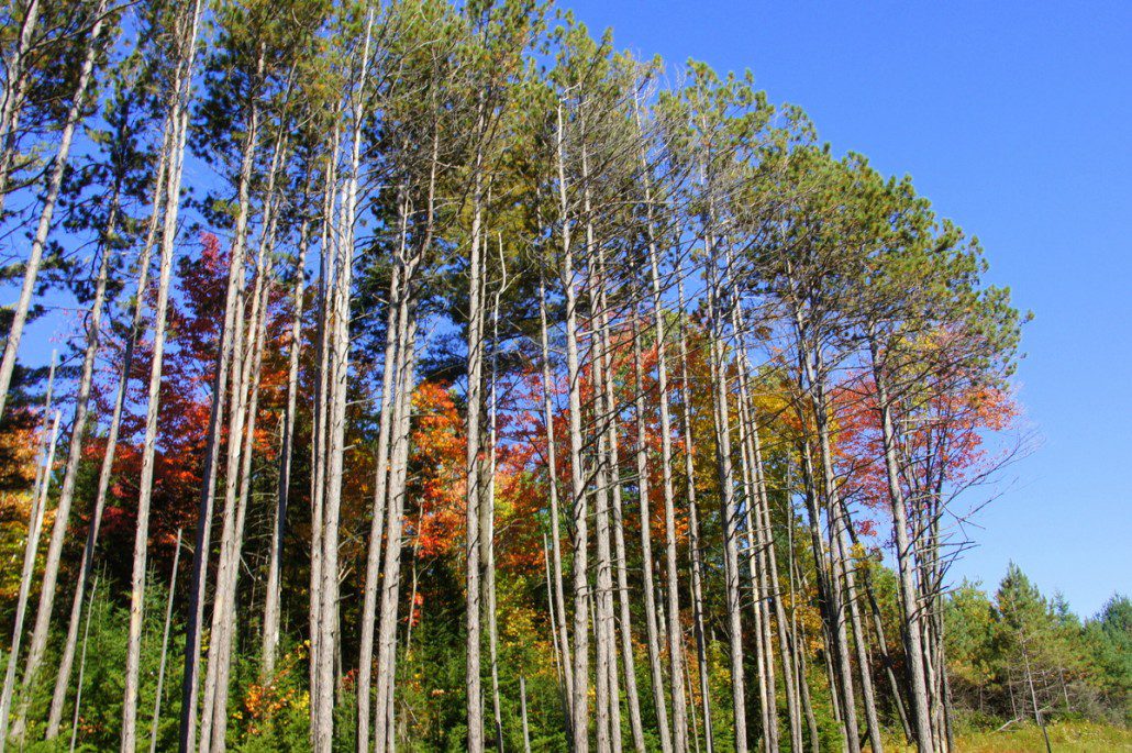 Fall colors peak through bare tree trunks.