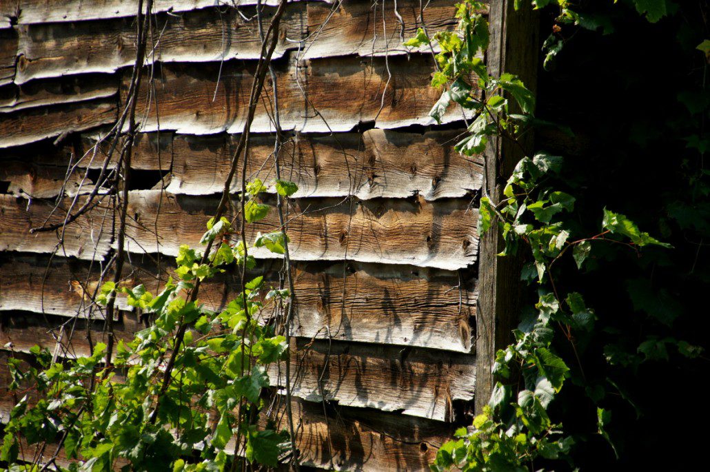 Buckling boards and ivy on a back country road.