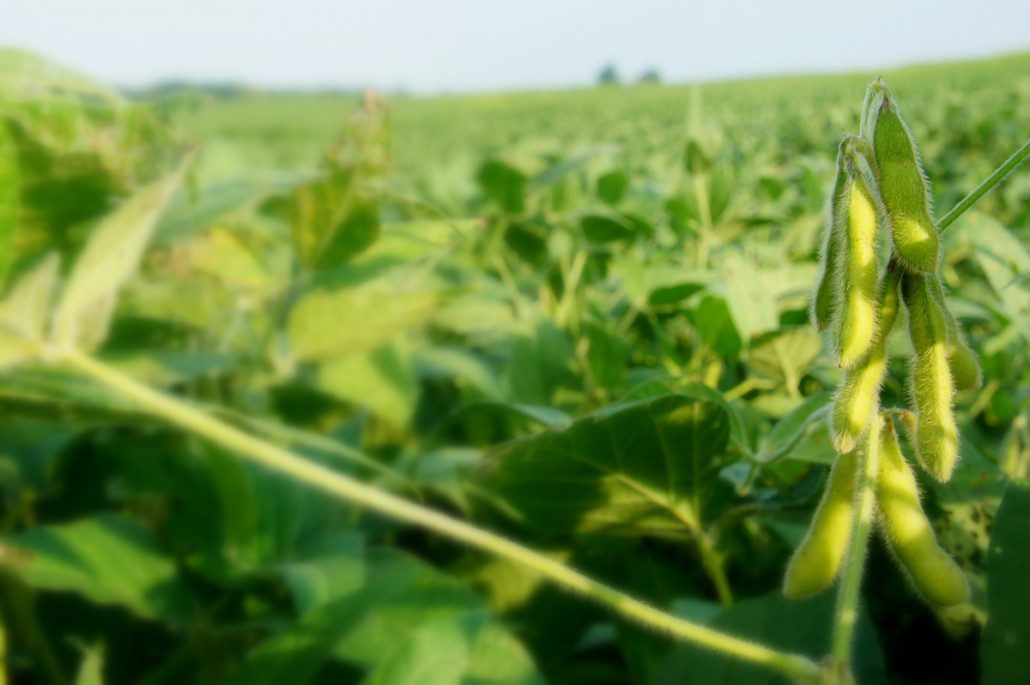 Up close and personal with a soy bean field.