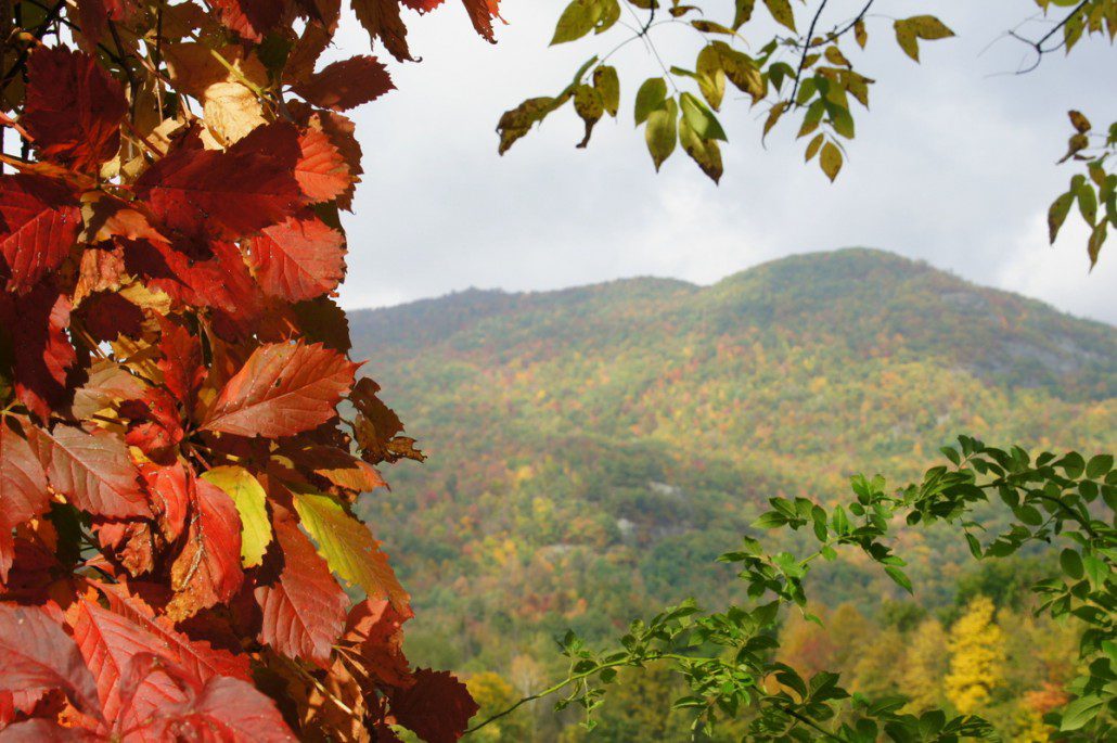 A thick mane of leaves frames a mountain vista in Vermont.