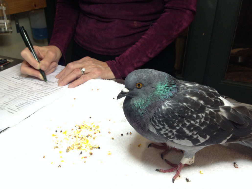 Chelsea's wildlife rehab skills helping out an injured pigeon.