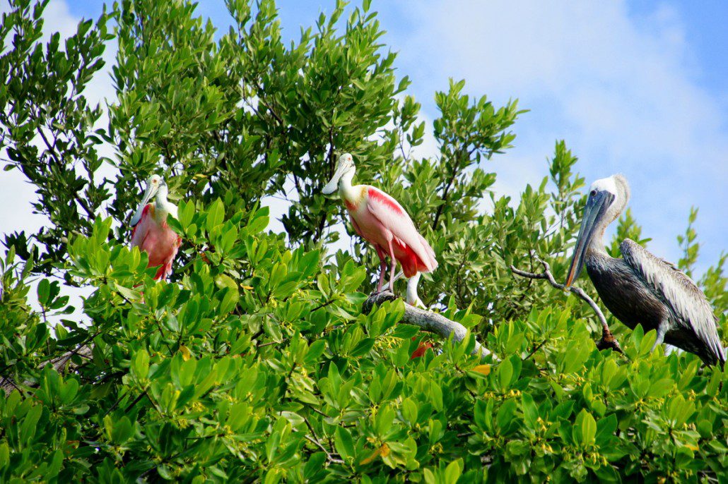 Pink spoonbills and a pelican.