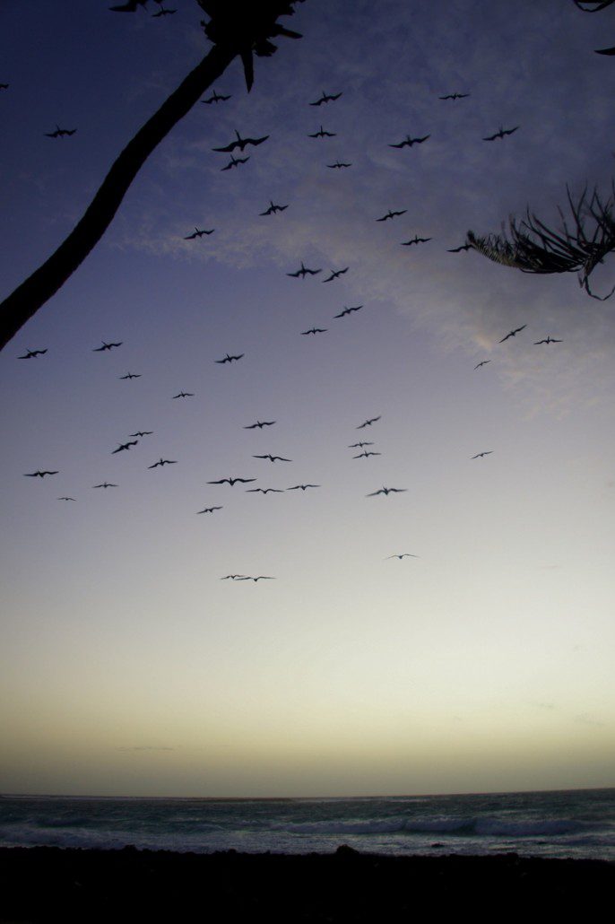 The ever-vigilant frigate birds holding position at sunrise.