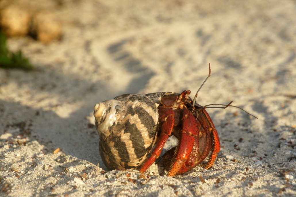 A hermit crab traces a path through the sand.