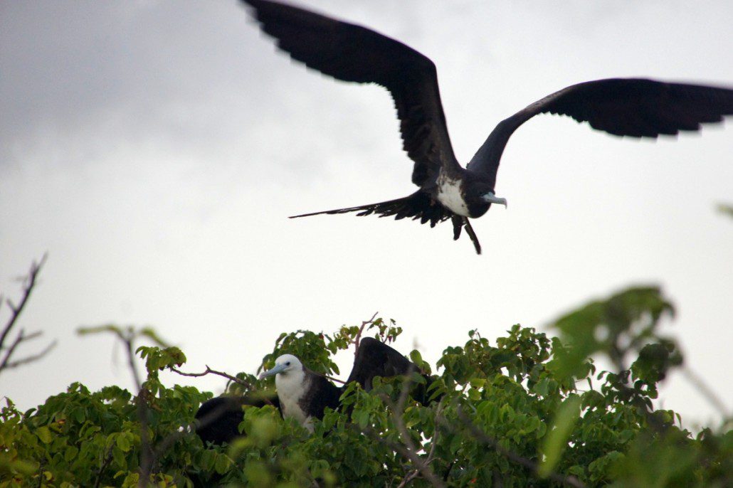 This frigate bird barfed up food for its juvenile kiddo, then flapped off to search for more grub.