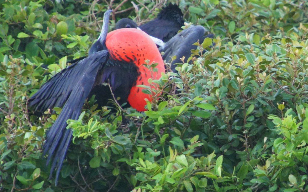 Gents, don't try this at home! The frigate birds inflate a big air sac in their neck to attract the ladies. It can take up to 20 minutes to puff up to full size. (Photo credit Chelsea.)