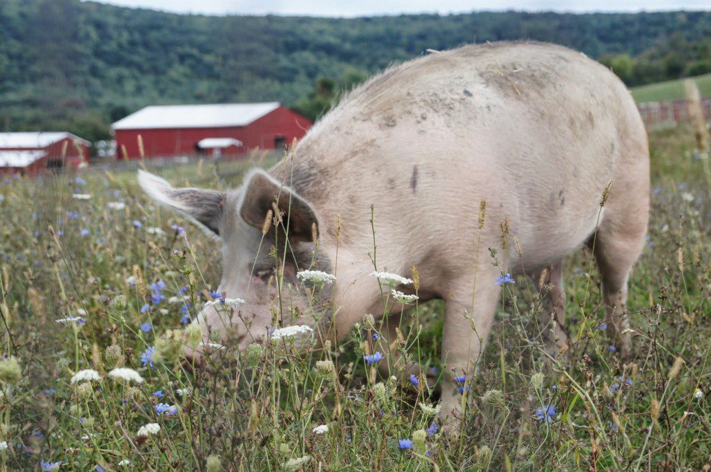A happy pig grazing at Farm Sanctuary.