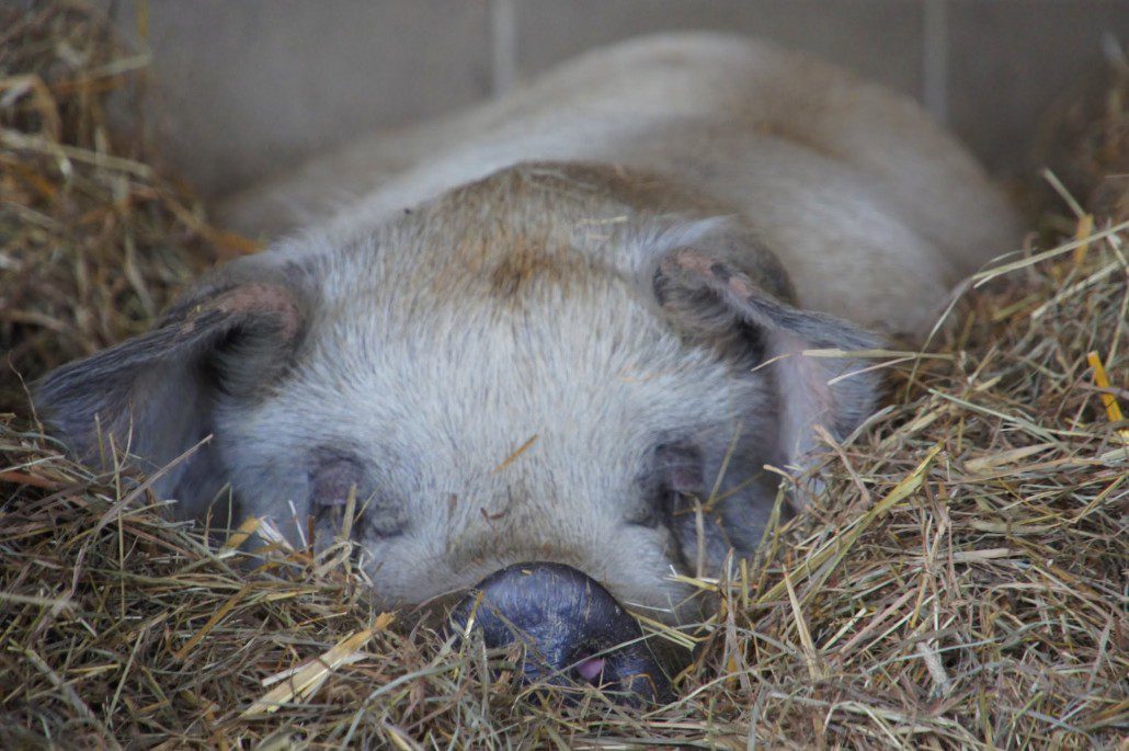 A pig nestled into hay at Farm Sanctuary.
