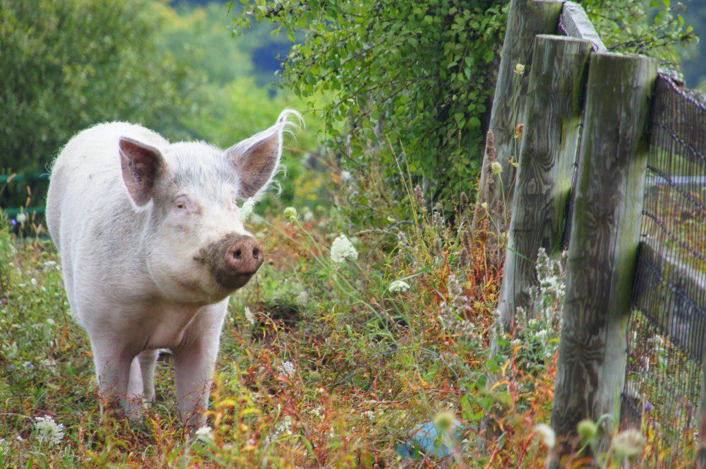 A happy pig in a field. This scene reminded me of something from Charlotte's Web.