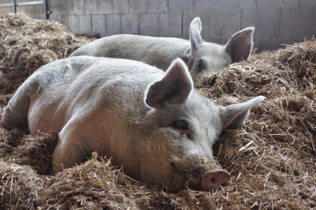 Two piggies zonk out for a nap together.