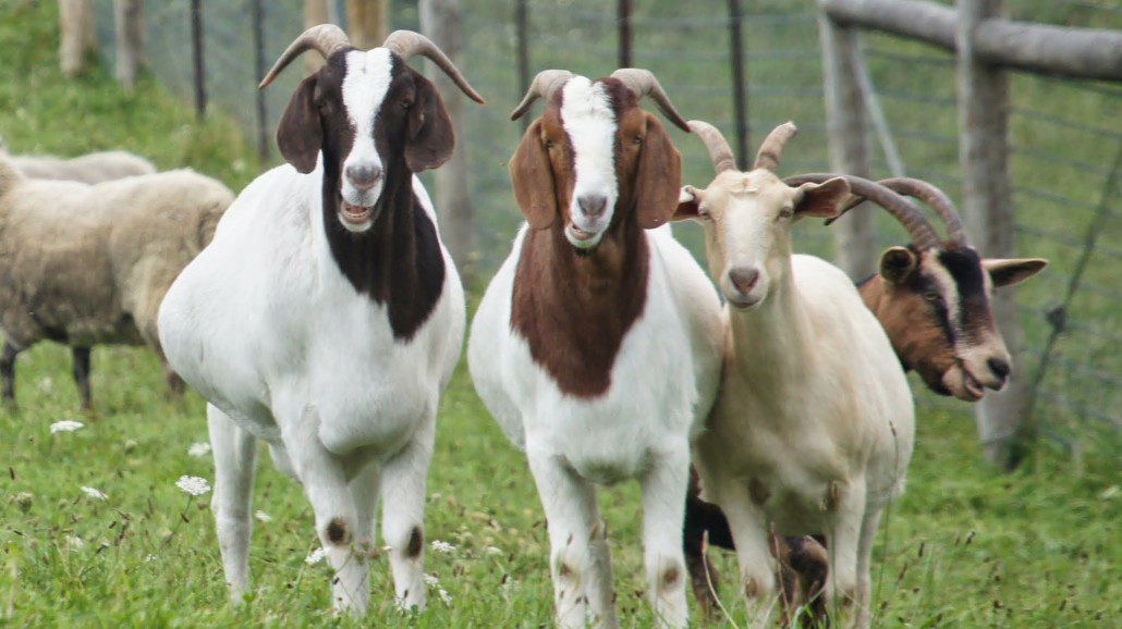 Three inquisitive goats.