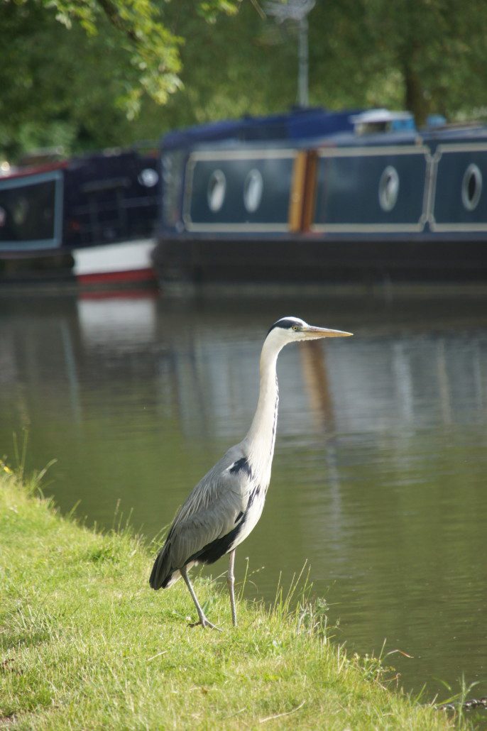 A heron hunts for his dinner along a canal with houseboats in the background.