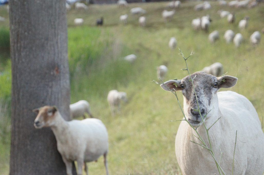 Friendly sheep in Middelburg