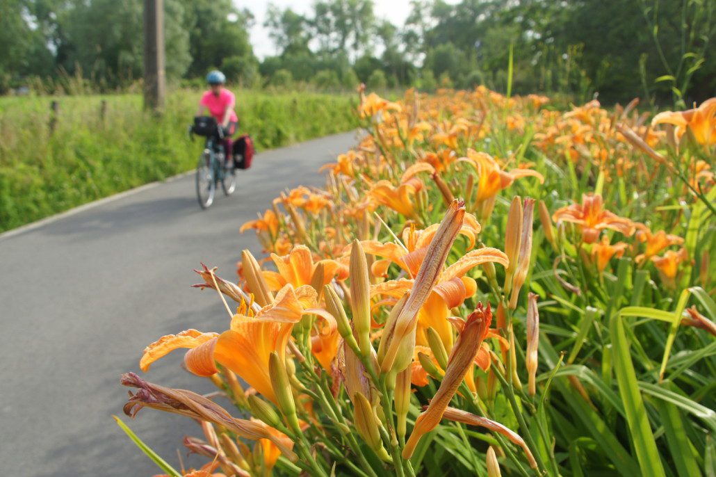 Belgium flowers and cycle touring