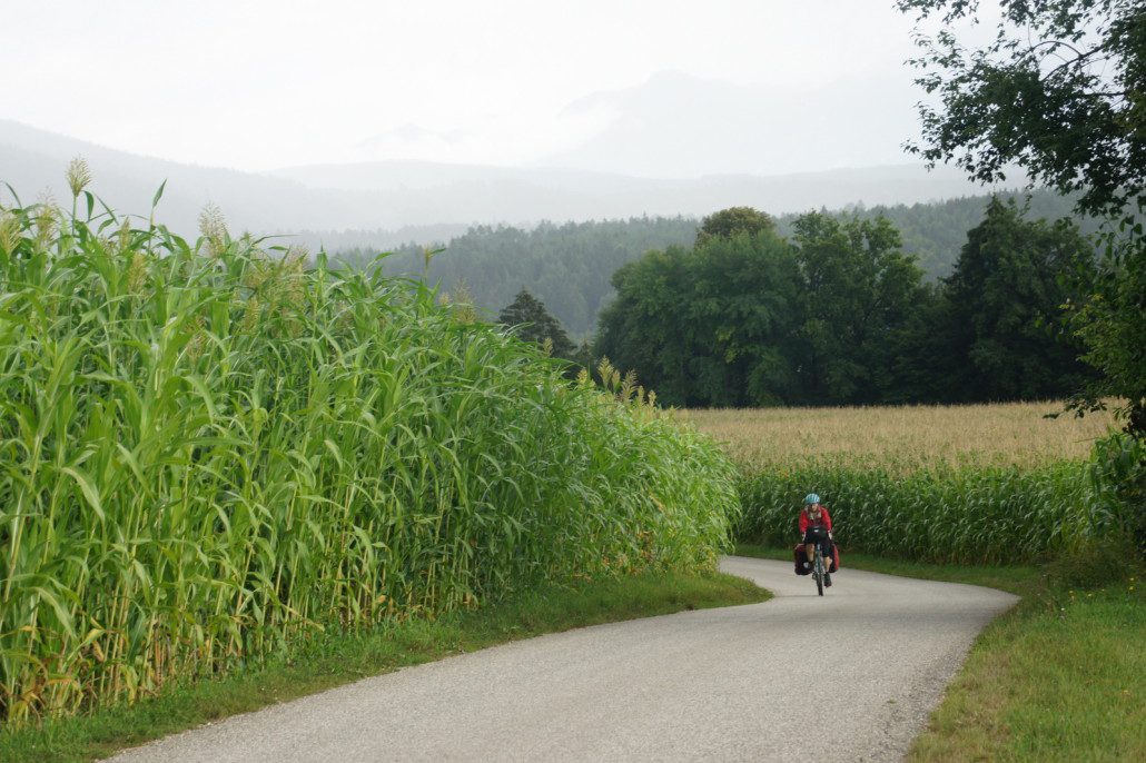 The hilly southern edge of Austria still had corn!