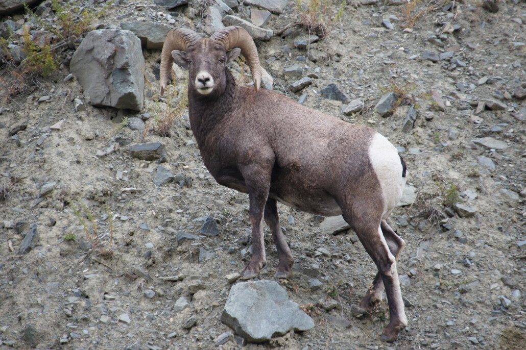 A big horn sheep spotted during a day in SW Montana.