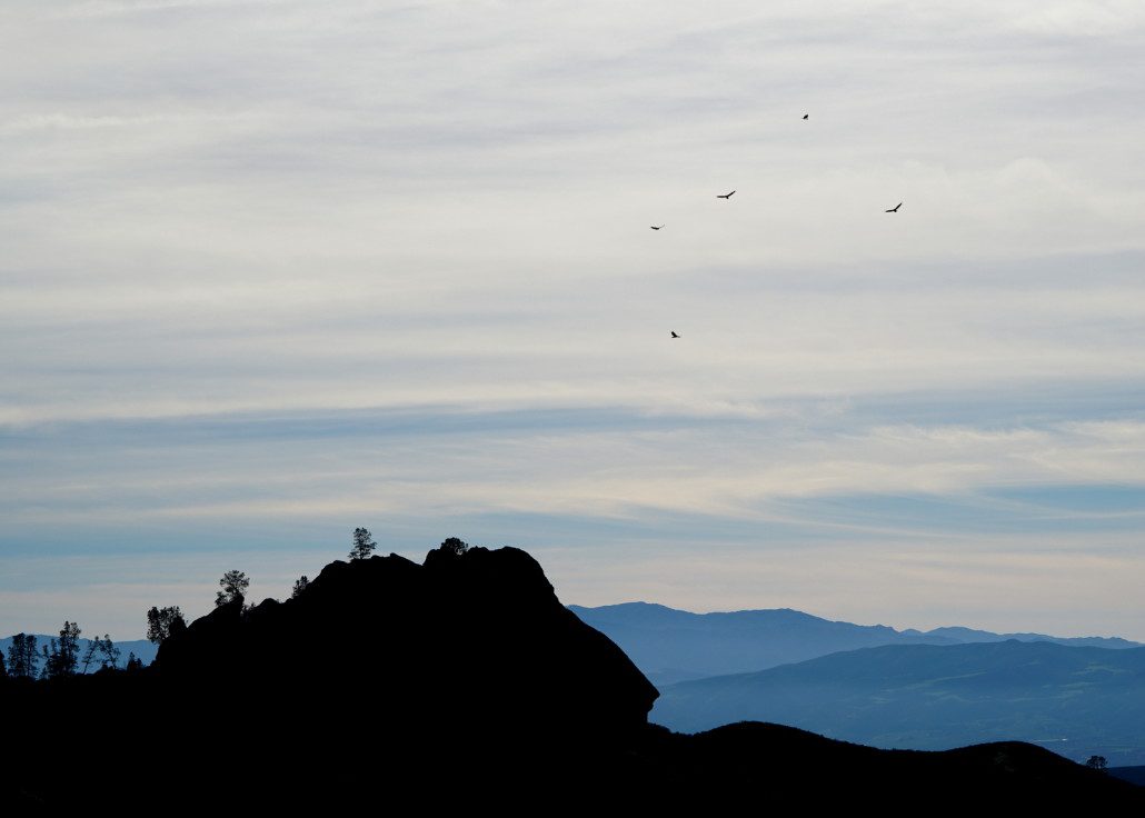 Condors soaring high above the hills.
