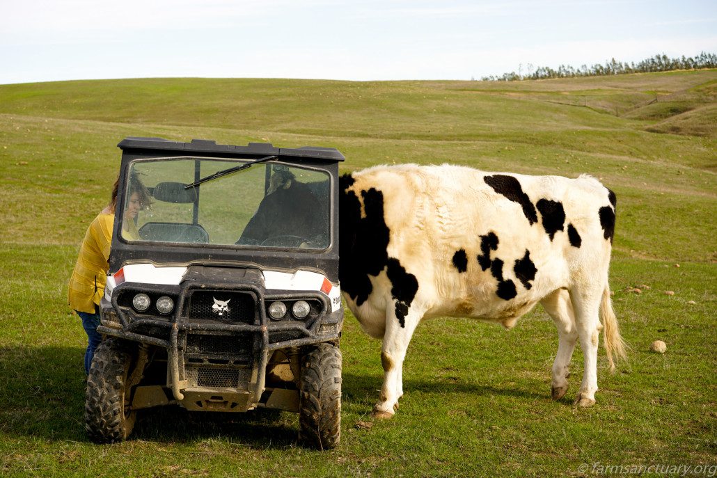 Phoenix cow gives Kat driving instructions.