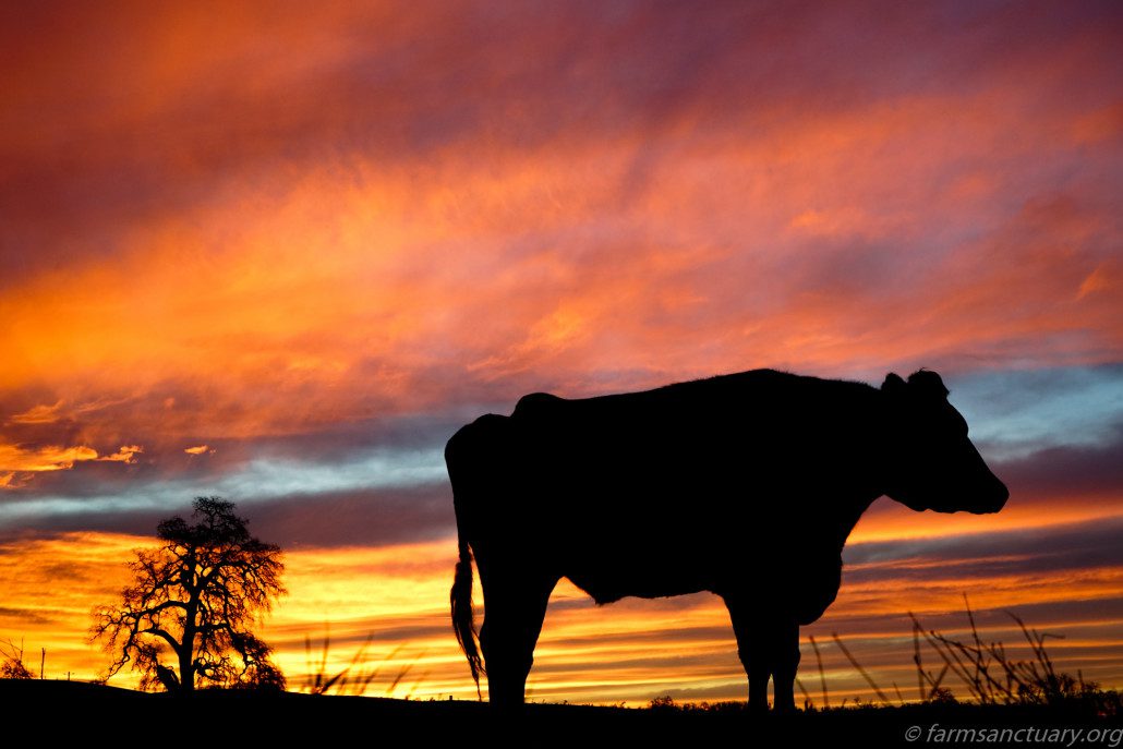 Farm Sanctuary Orland Phoenix Cow sunset