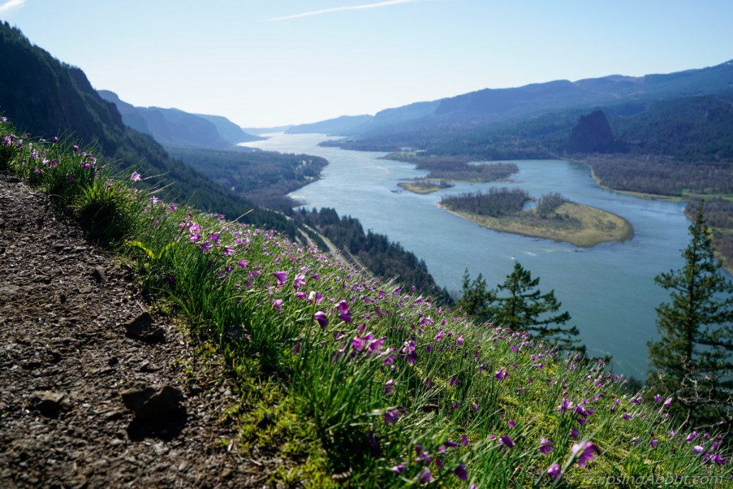 Spring flowers in the Columbia Gorge looking west toward Portland.