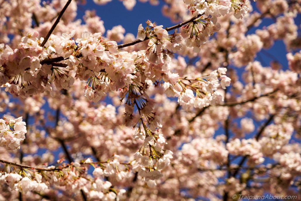 Portland spring blossoms