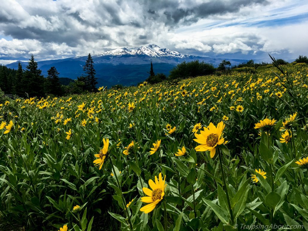 Mt Hood agrees that June alpine rides are the best. (Surveyors Ridge)