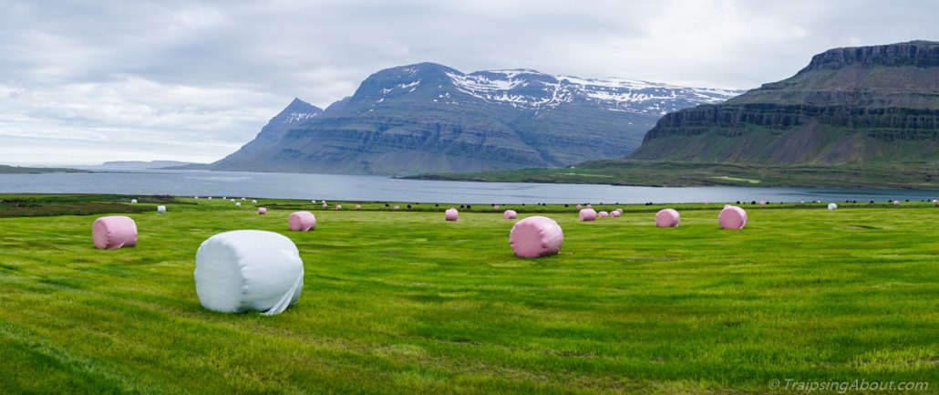 Breath-mint hay bales in a freshly mowed field in the east fjords.
