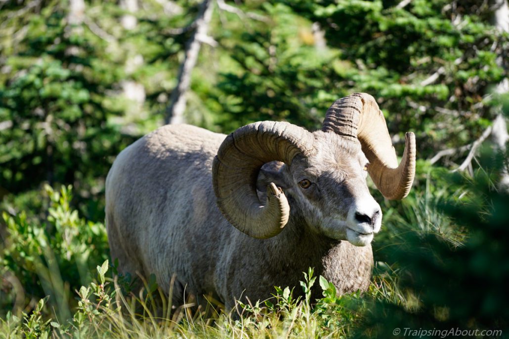 Mountain sheep in Glacier National Park