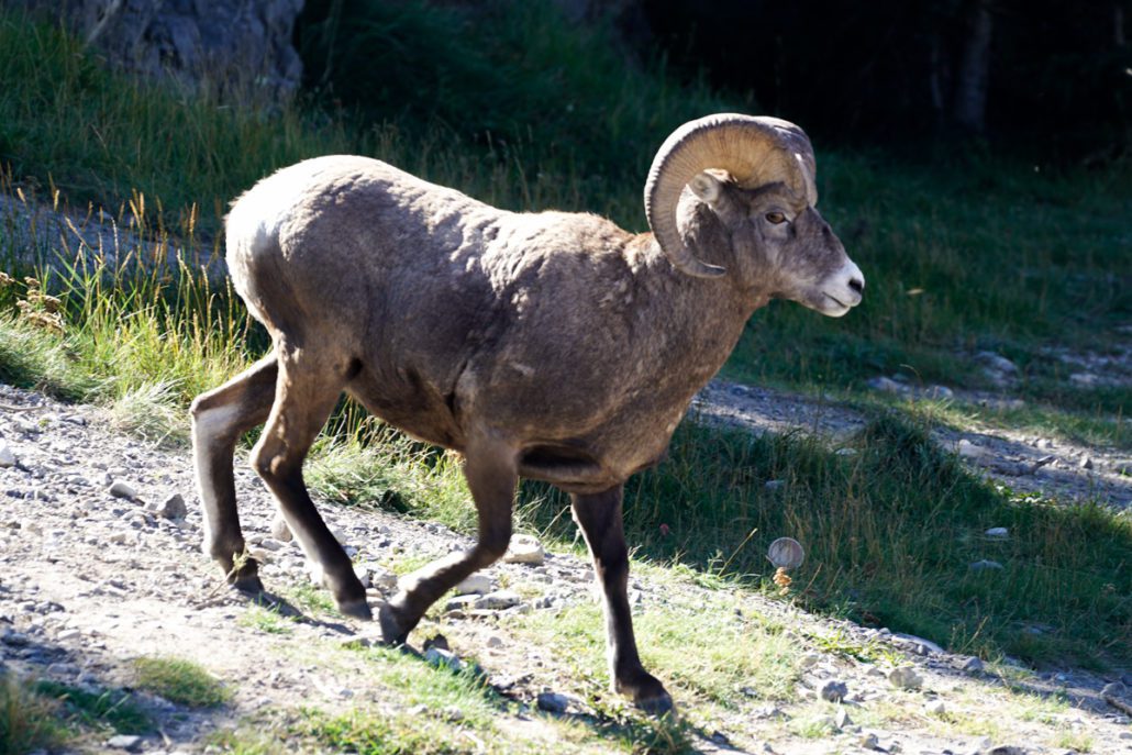 mountain-sheep-jasper