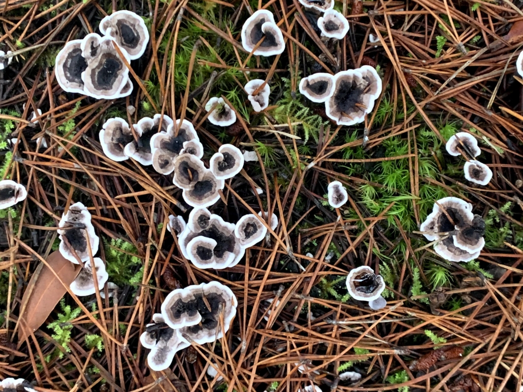 oregon mushrooms